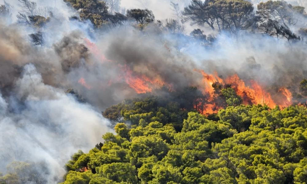 Νέο μήνυμα της Πολιτικής Προστασίας για την φωτιά στη Φέριζα: "Εκκενώστε τώρα την Ανάβυσσο"